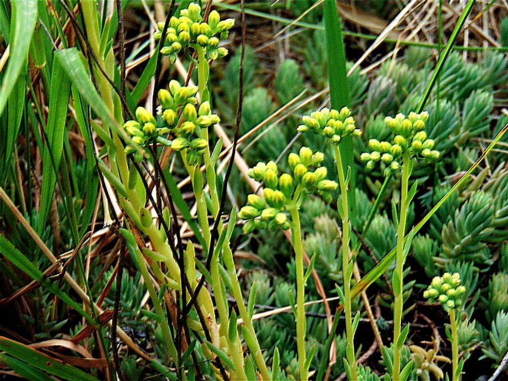 Sedum sp. (Sedum rupestre o Sedum montanum)