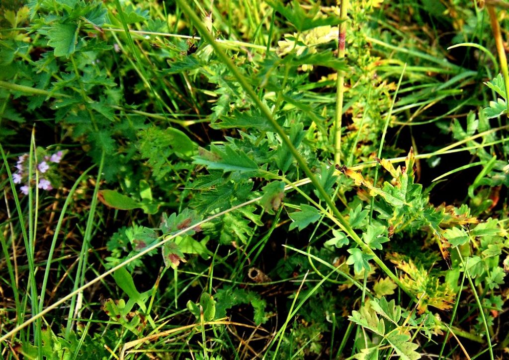 Filipendula vulgaris (Rosaceae)