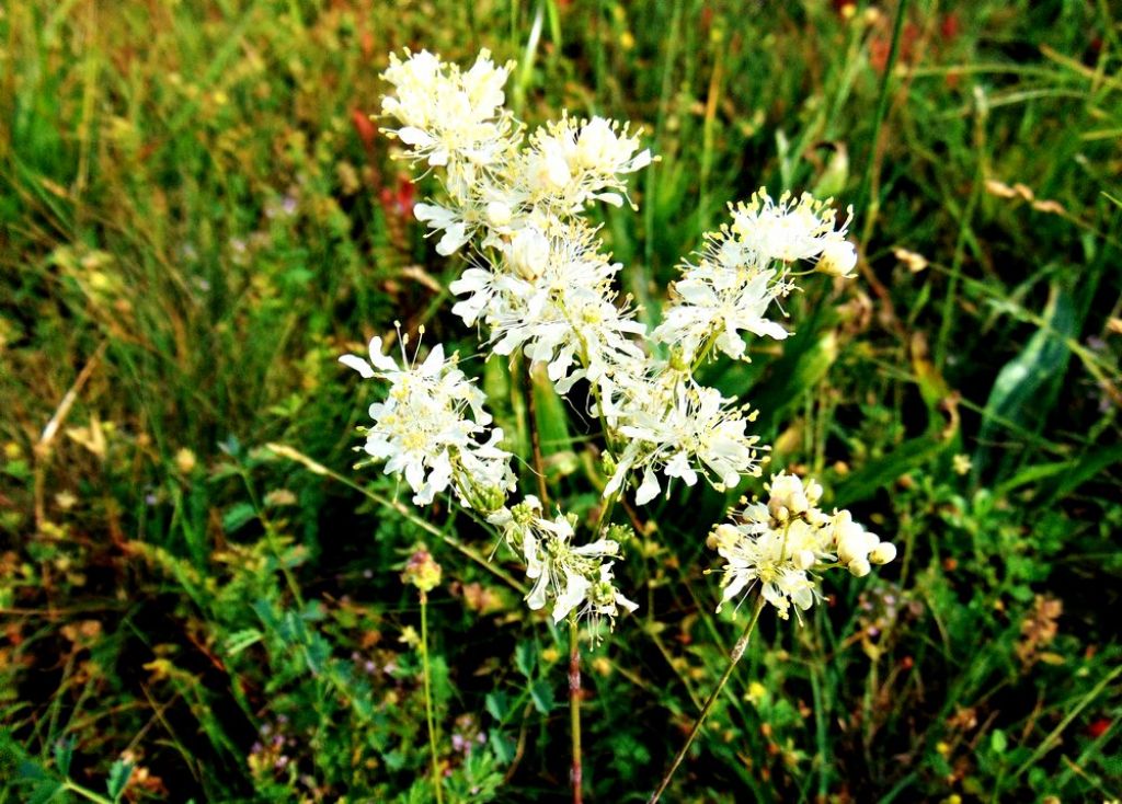 Filipendula vulgaris (Rosaceae)