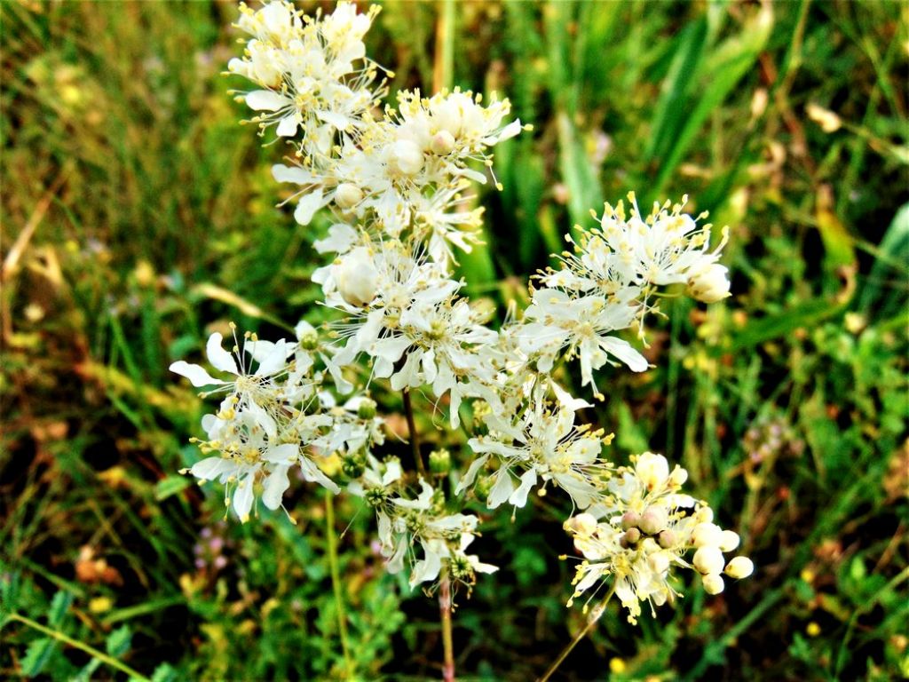 Filipendula vulgaris (Rosaceae)