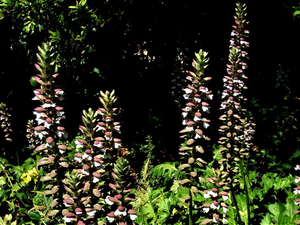 Acanthus mollis (Lamiales --> Acanthaceae)