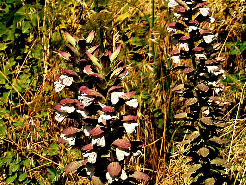 Acanthus mollis (Lamiales --> Acanthaceae)