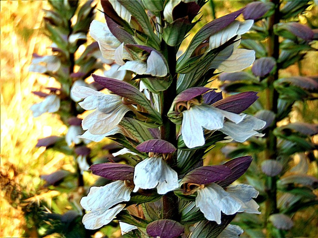 Acanthus mollis (Lamiales --> Acanthaceae)