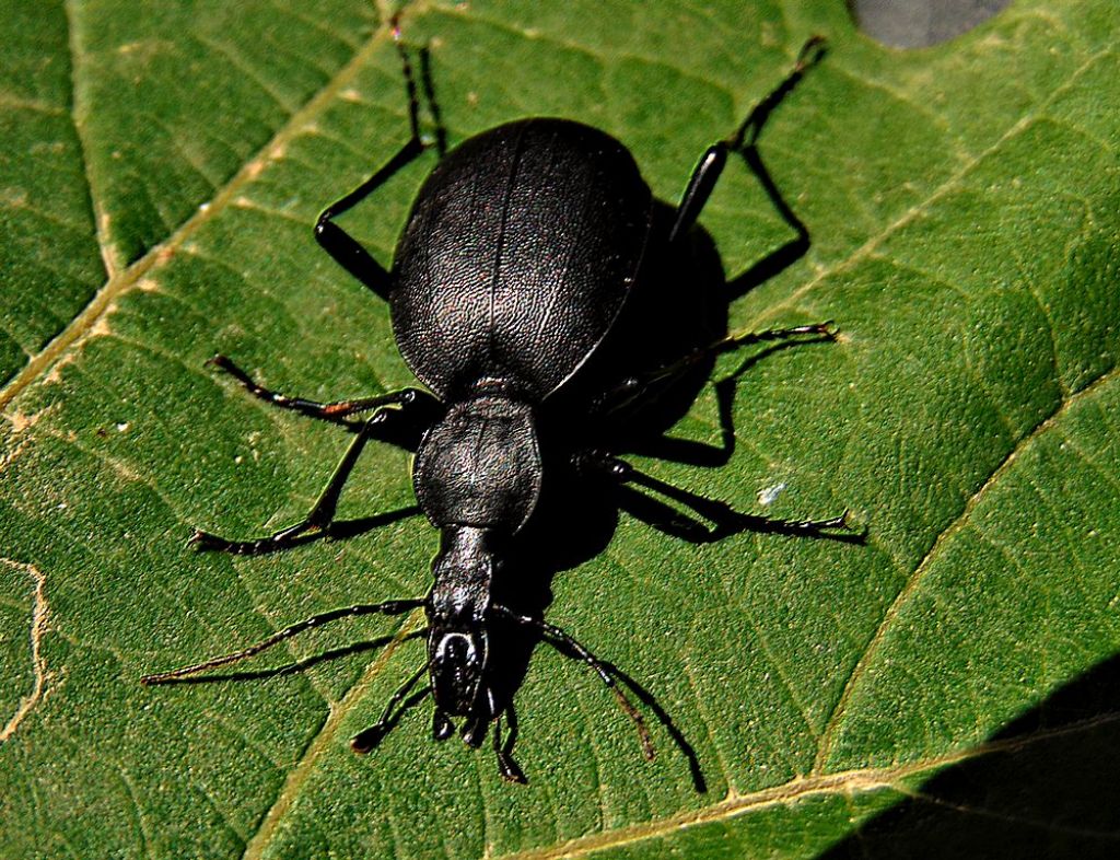 Carabidae: Cychrus italicus