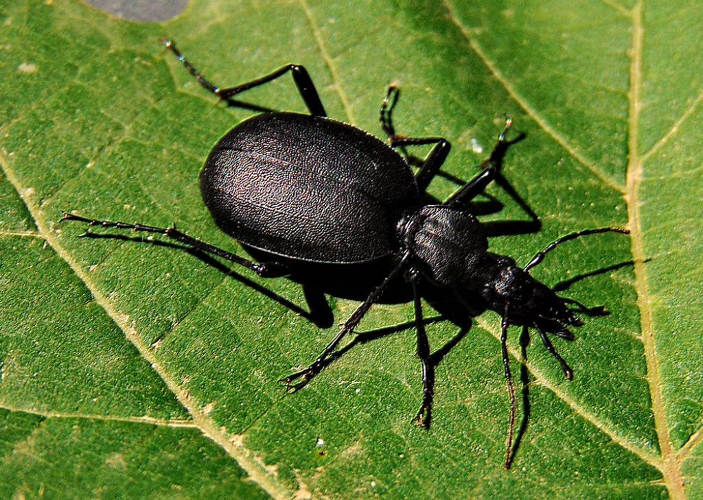 Carabidae: Cychrus italicus