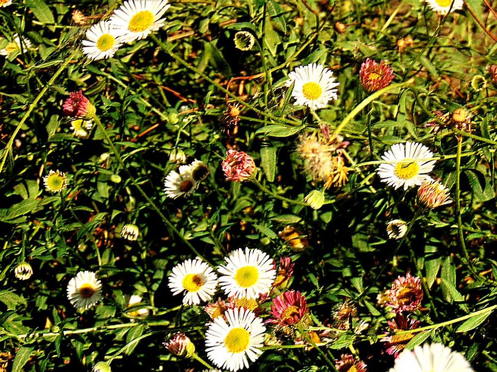 Erigeron karvinskianus (Asteraceae)