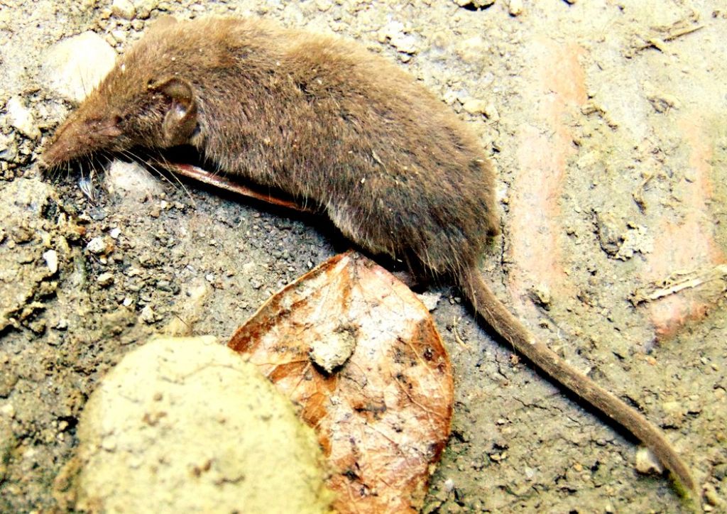 Crocidura cfr. leucodon