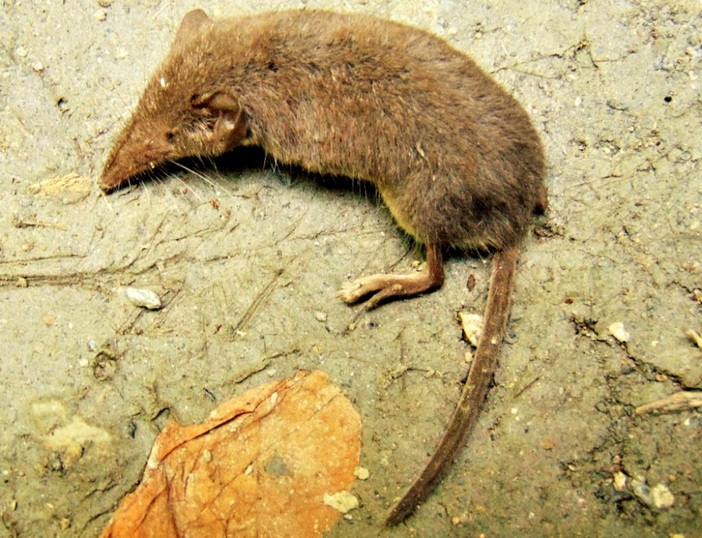 Crocidura cfr. leucodon