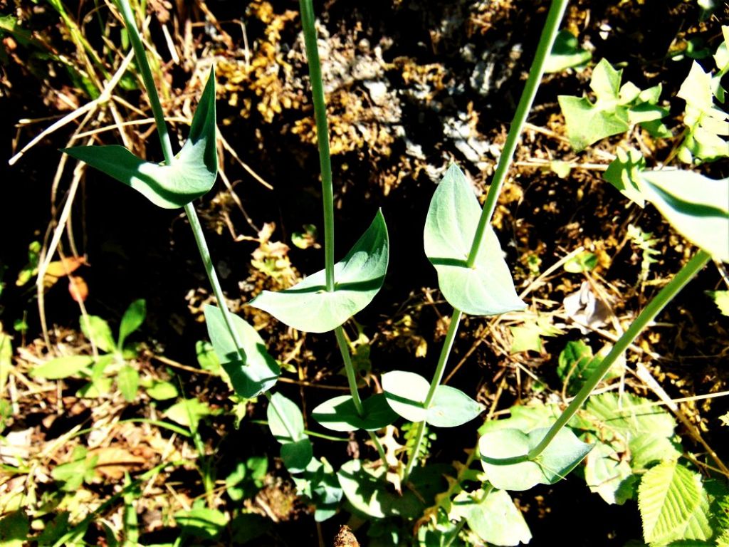 Blackstonia perfoliata (Gentianaceae)