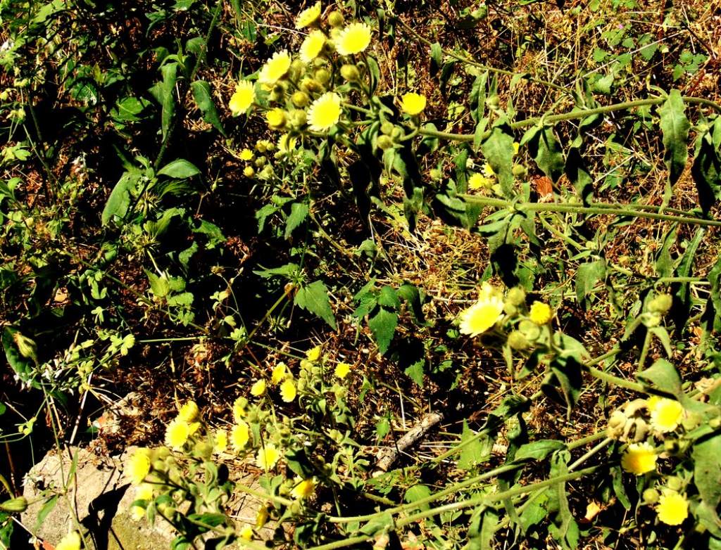 Andryala integrifolia  (Asteraceae)