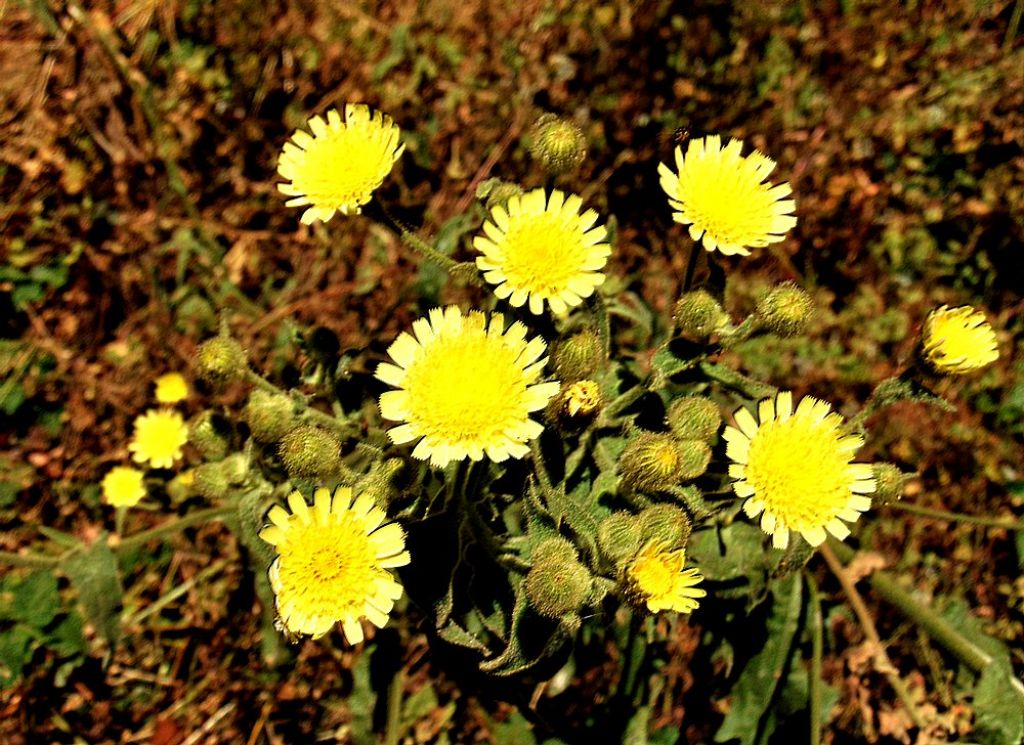 Andryala integrifolia  (Asteraceae)