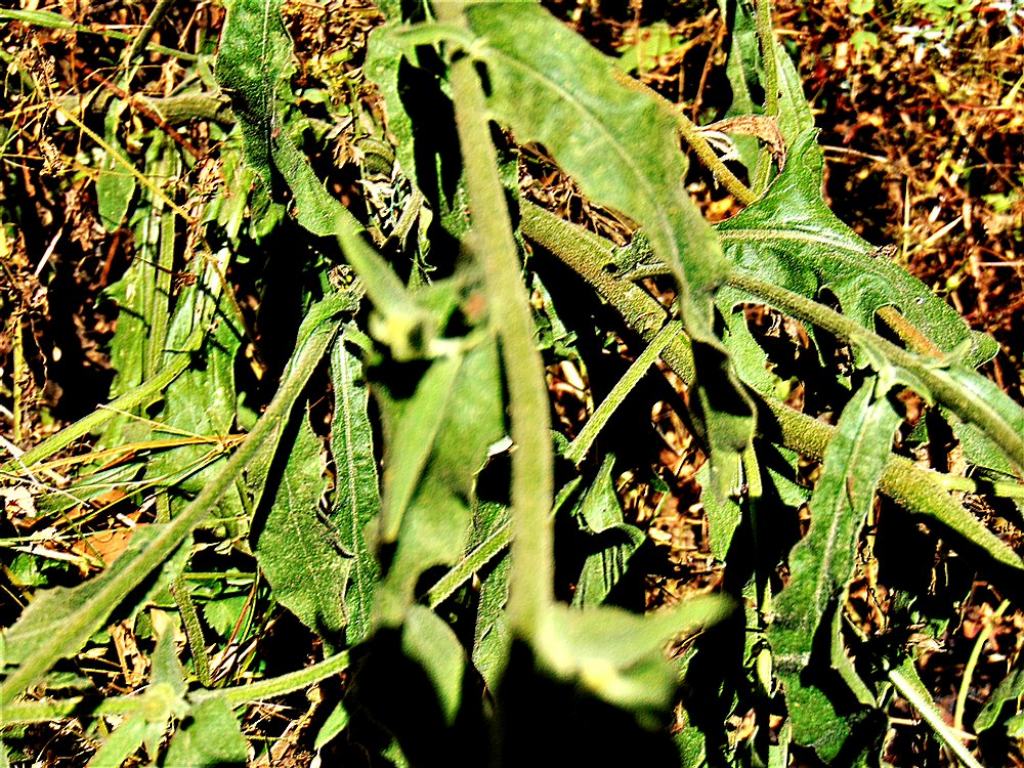 Andryala integrifolia  (Asteraceae)