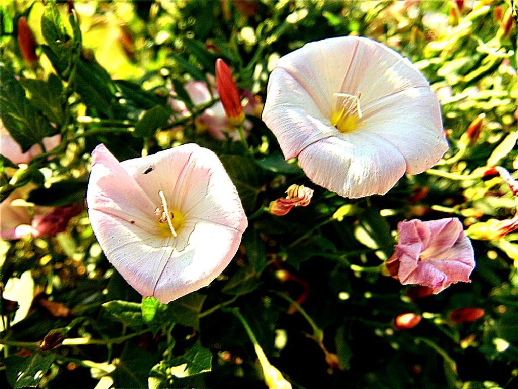 Convolvulus arvensis (Solanales - Convolvulaceae)