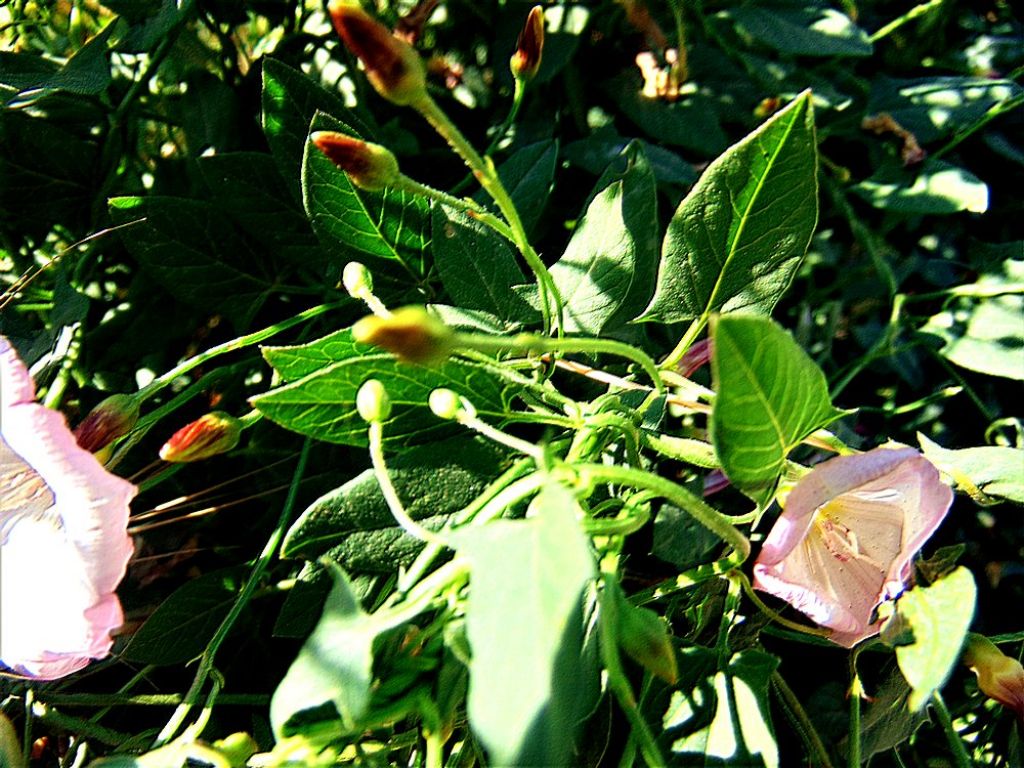 Convolvulus arvensis (Solanales - Convolvulaceae)