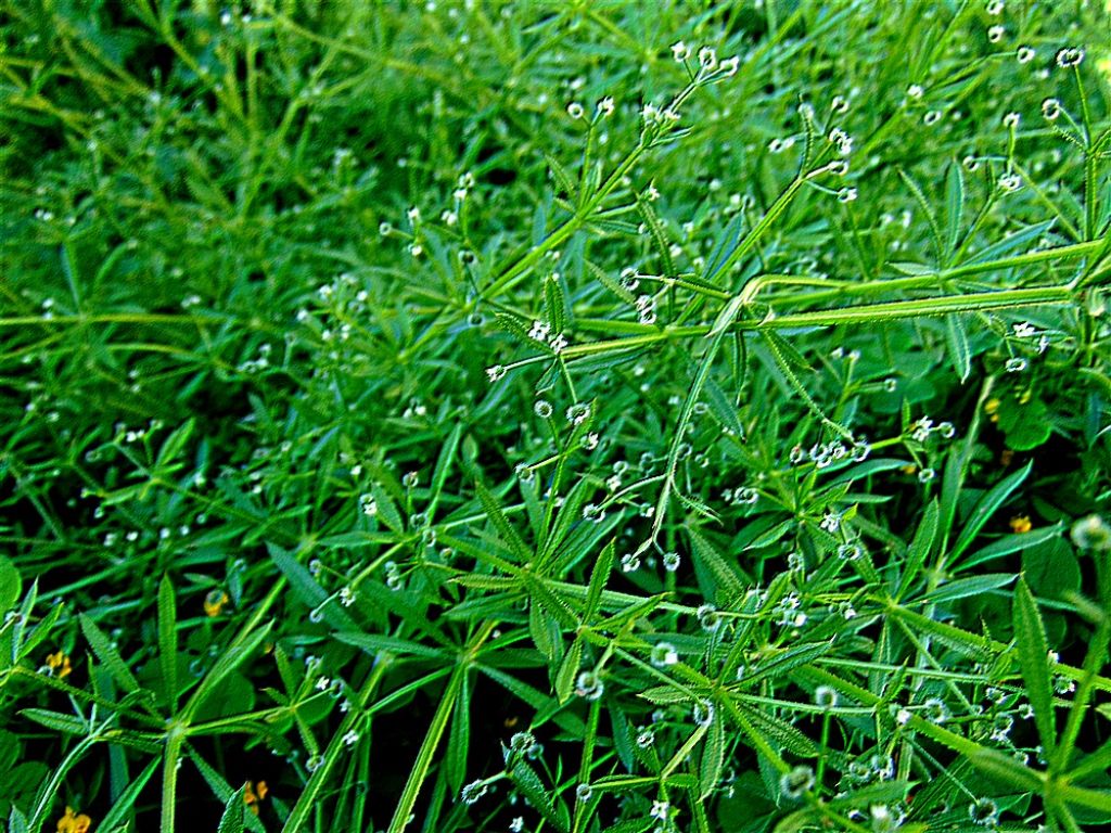 Galium aparine (Rubiaceae)