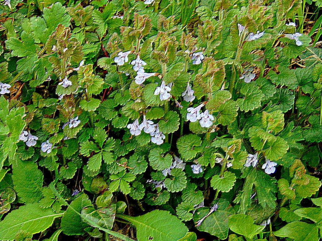 Glechoma hederacea (Lamiaceae)