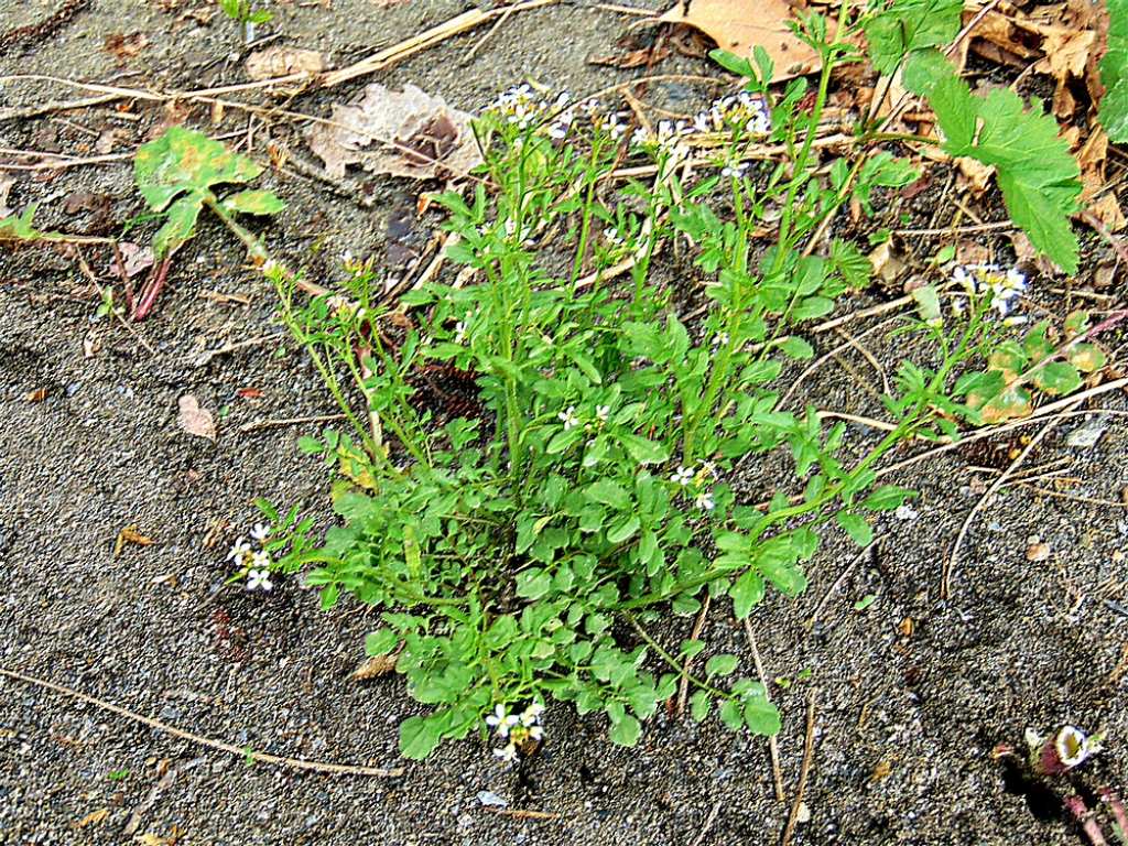 Cardamine hirsuta (Brassicaceae)