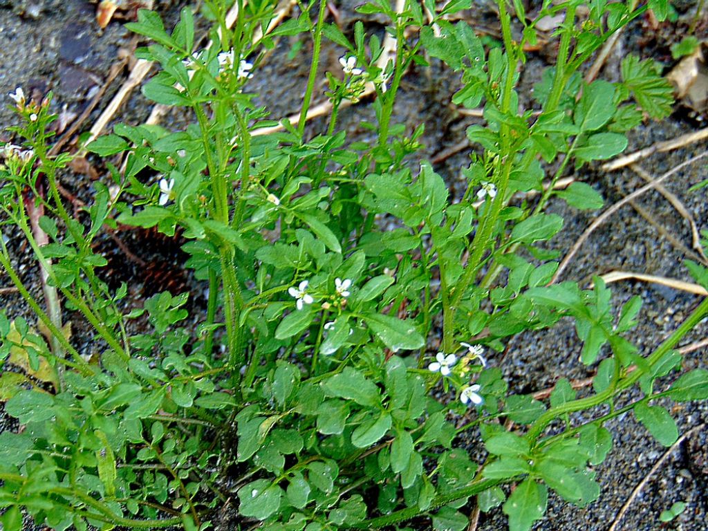 Cardamine hirsuta (Brassicaceae)