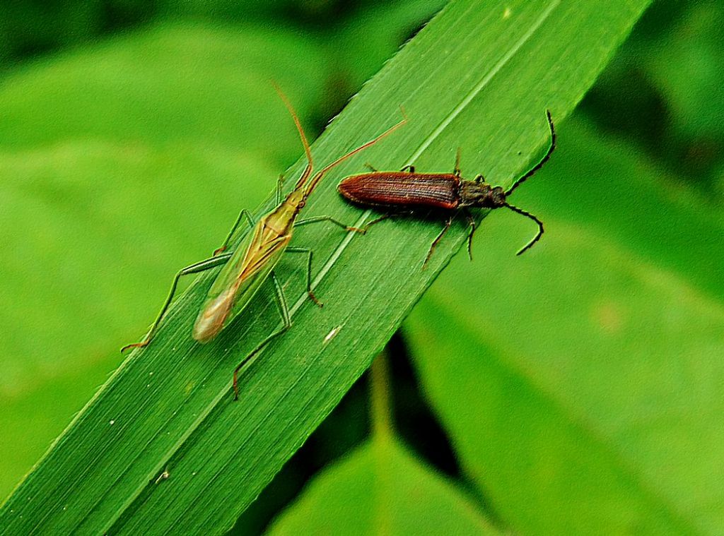 coleottero da id.: Denticollis linearis