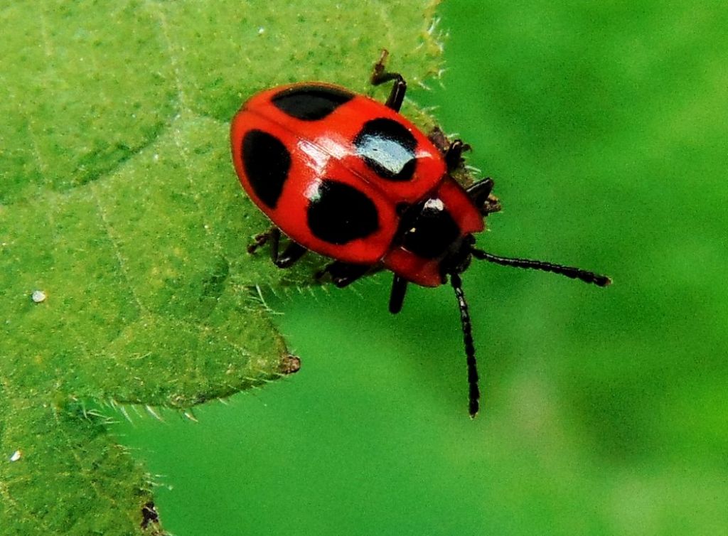 coleottero da det.: Endomychus coccineus