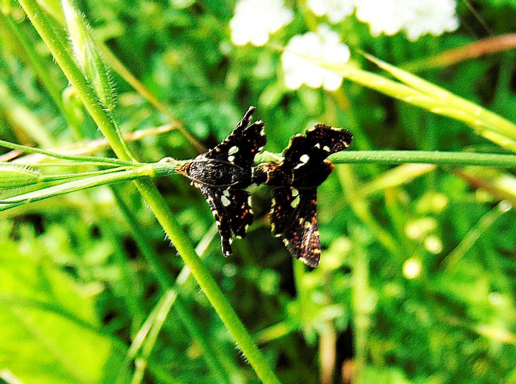 Thyris fenestrella - Thyrididae