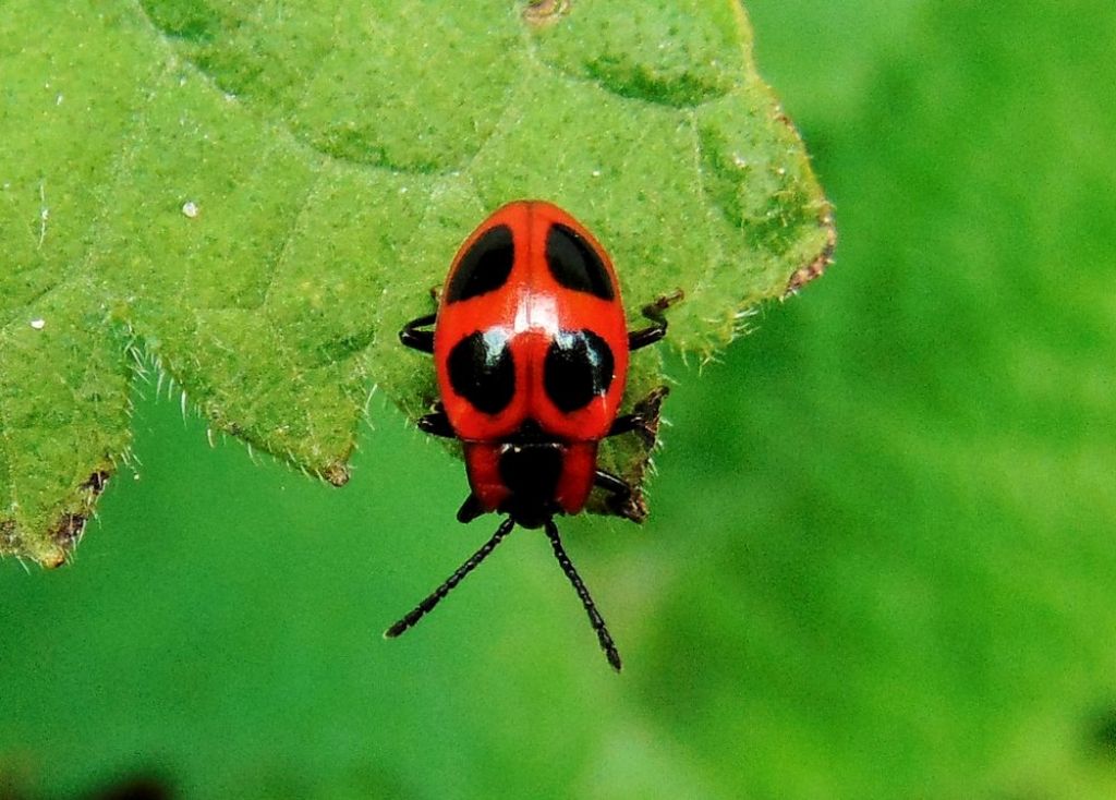 coleottero da det.: Endomychus coccineus