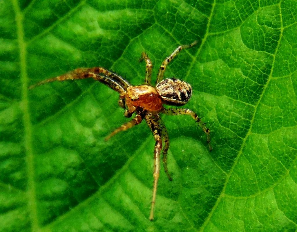 Xysticus sp., maschio - Campomorone (GE)