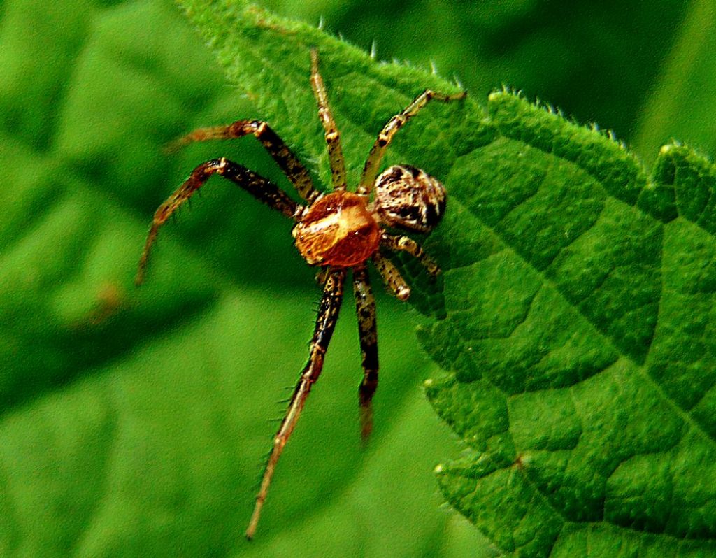 Xysticus sp., maschio - Campomorone (GE)
