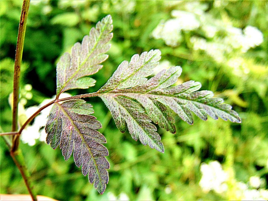 Apiaceae: genere non determinabile