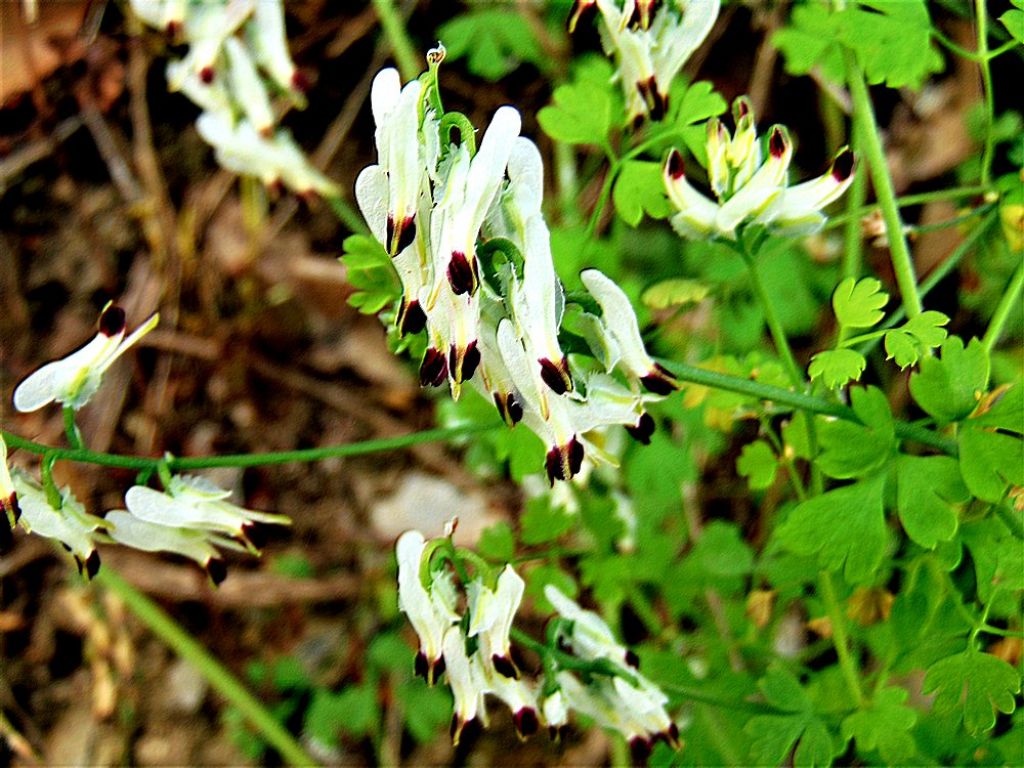 Fumaria sp.?   S� !