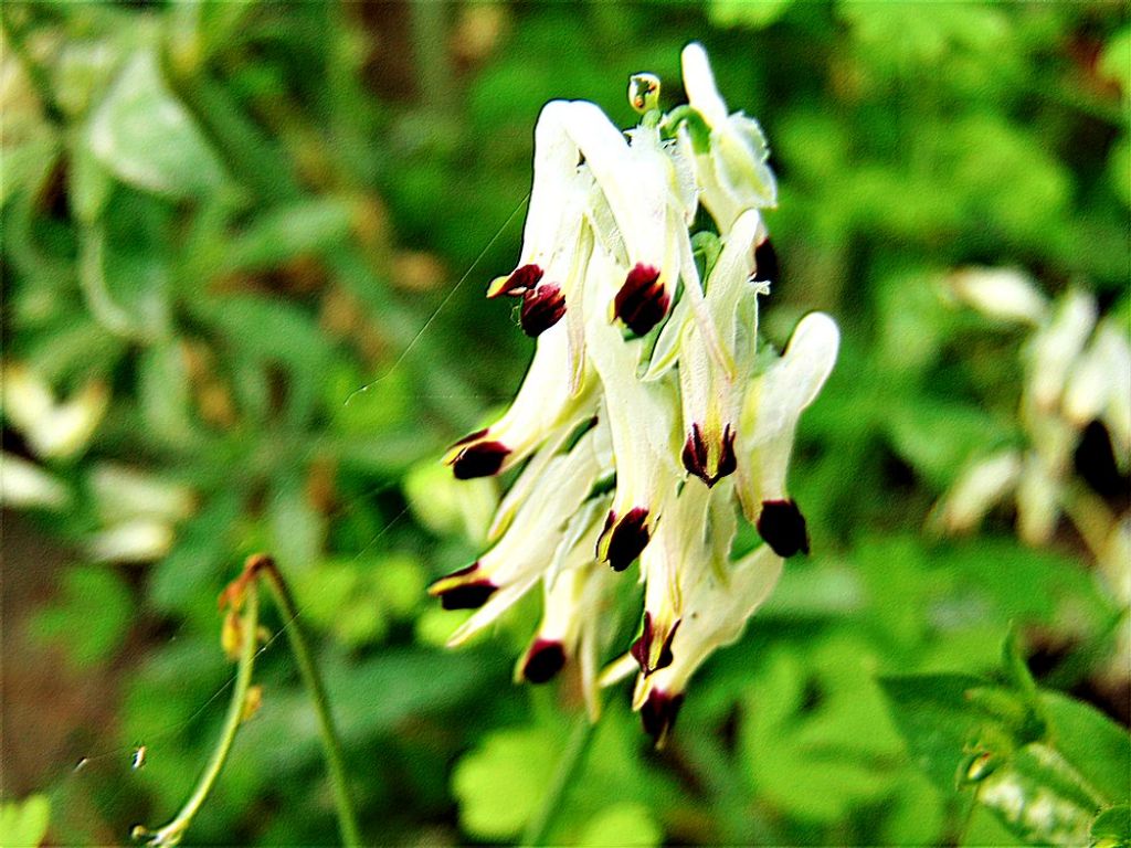 Fumaria sp.?   S� !