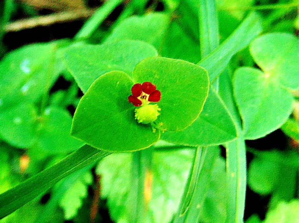 Euphorbia dulcis (Euphorbiaceae)