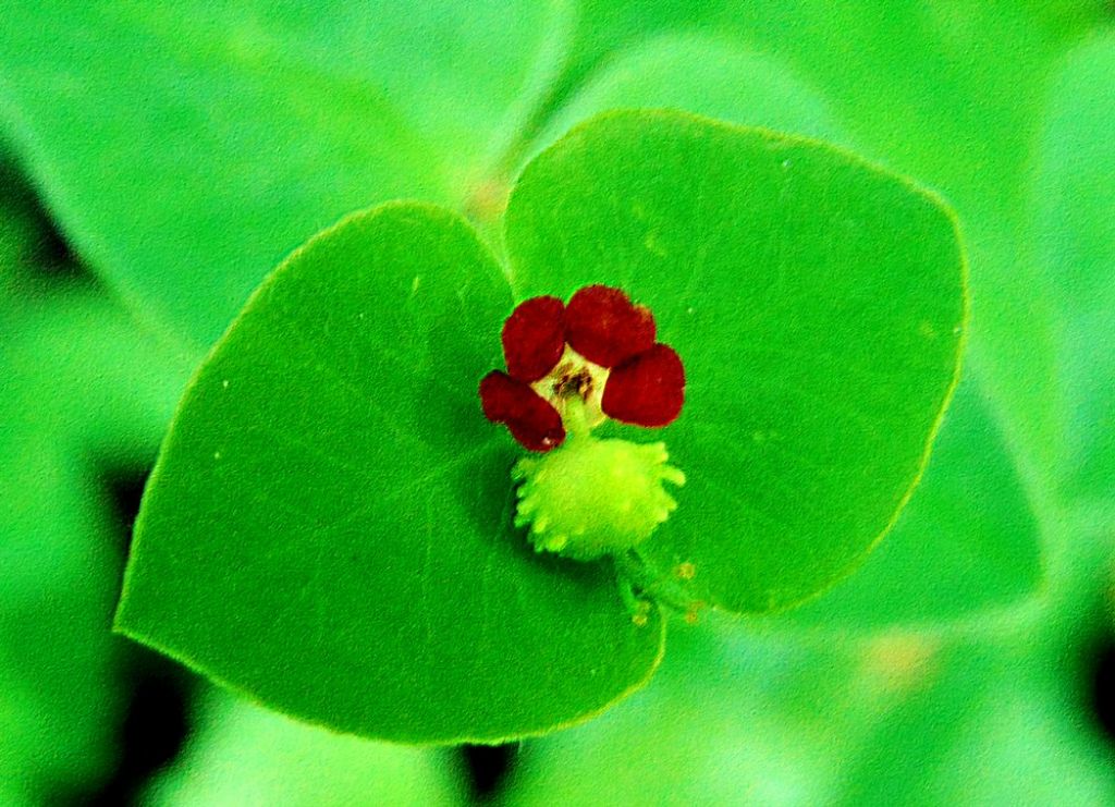 Euphorbia dulcis (Euphorbiaceae)