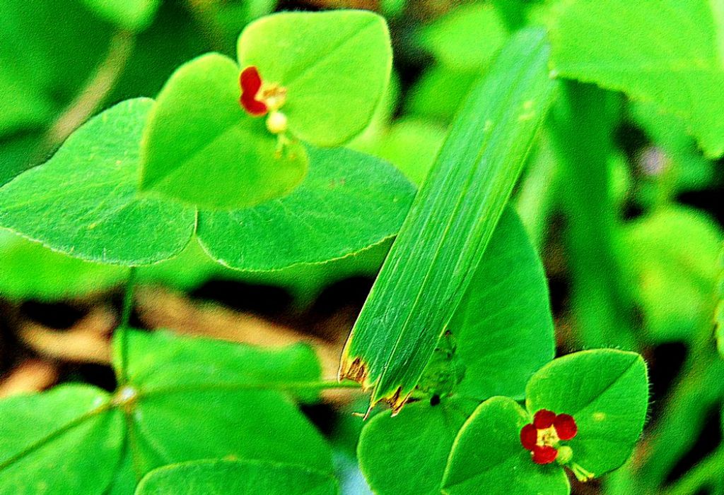 Euphorbia dulcis (Euphorbiaceae)