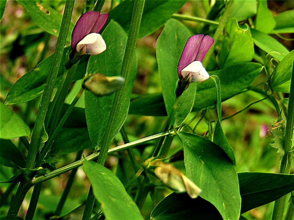 Vicia bithynica (Fabaceae)