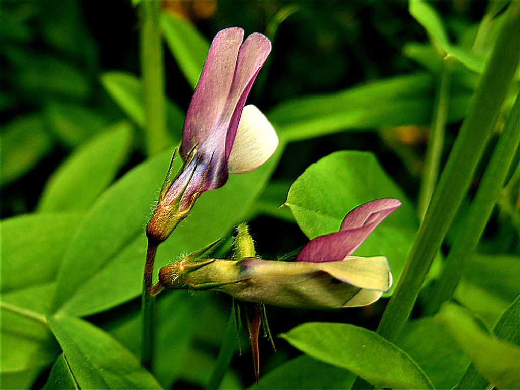 Vicia bithynica (Fabaceae)