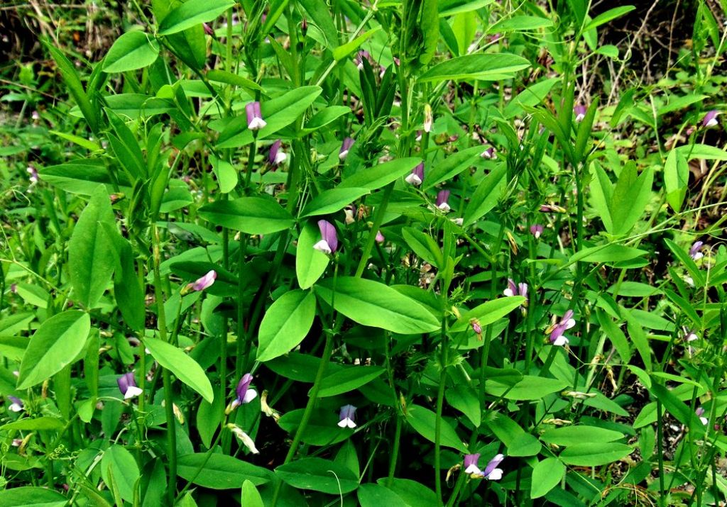 Vicia bithynica (Fabaceae)