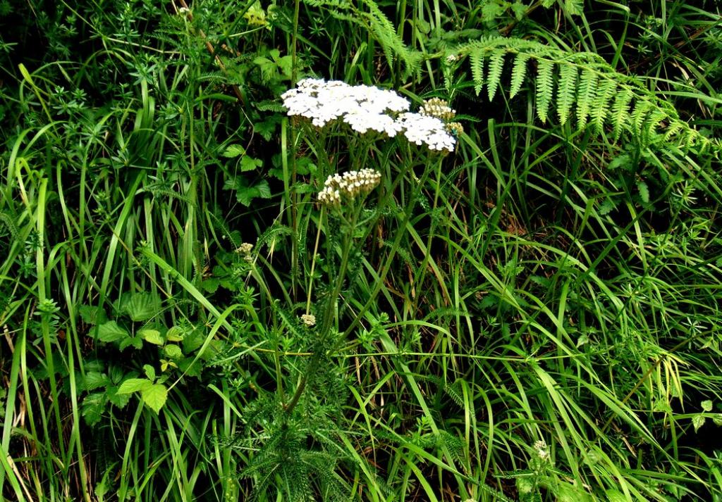 Asteraceae: Achillea gr. millefolium