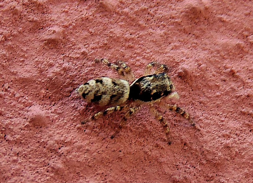 Salticus sp. - Campomorone (GE)