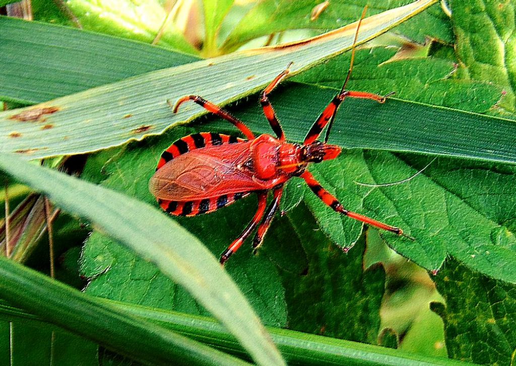 Reduviidae: Rhynocoris sp.