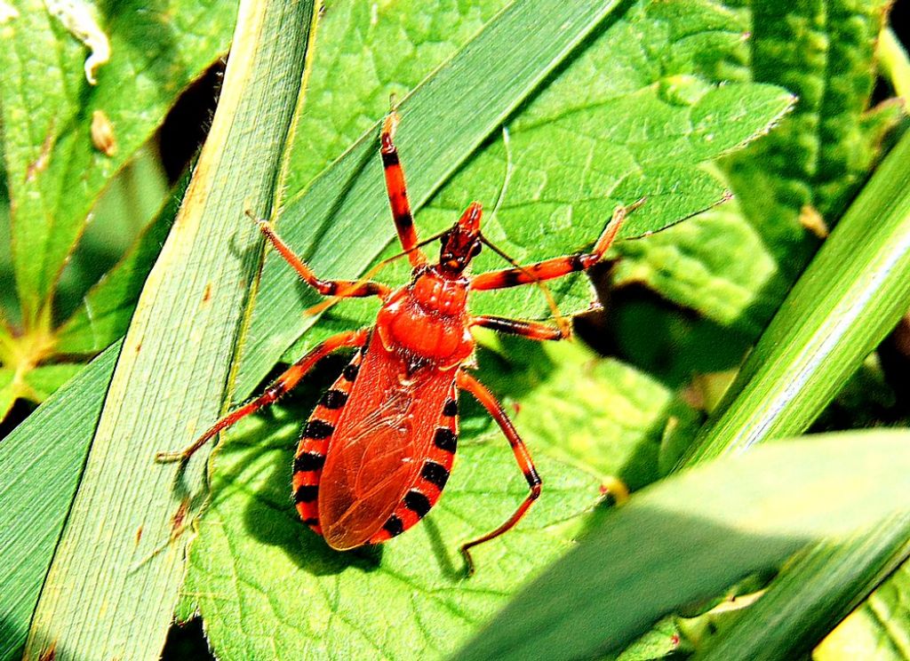 Reduviidae: Rhynocoris sp.