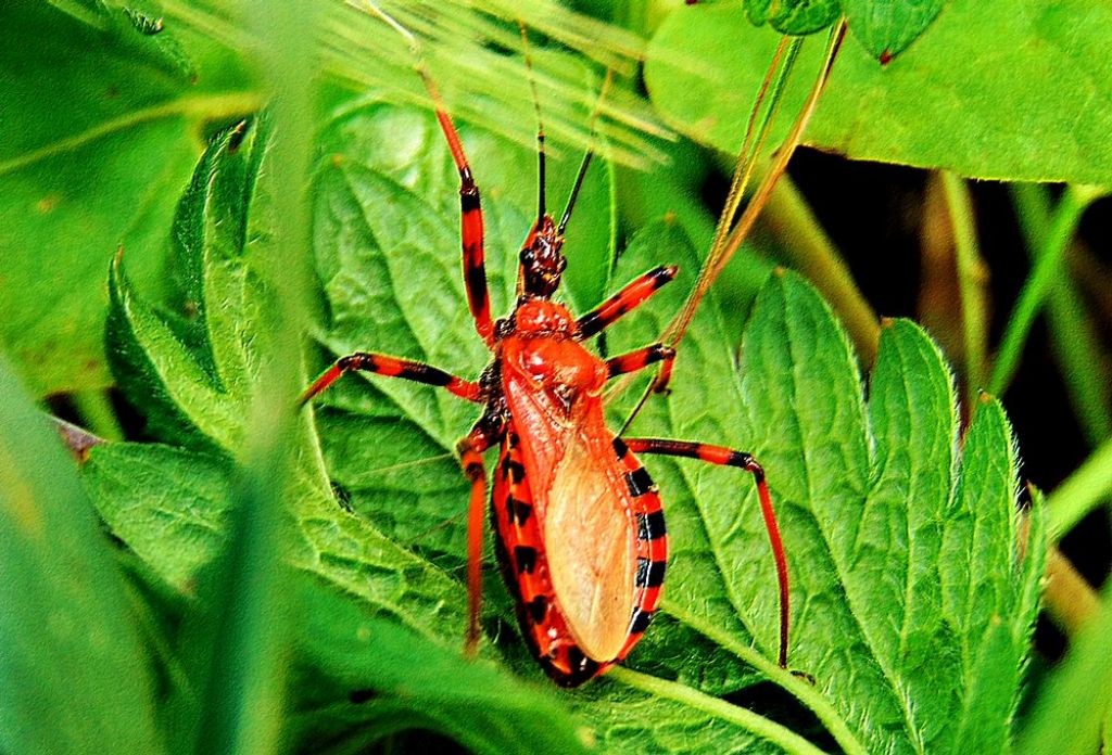 Reduviidae: Rhynocoris sp.