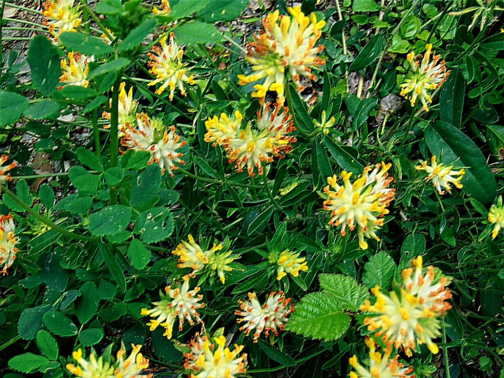 Anthyllis vulneraria (Fabaceae)