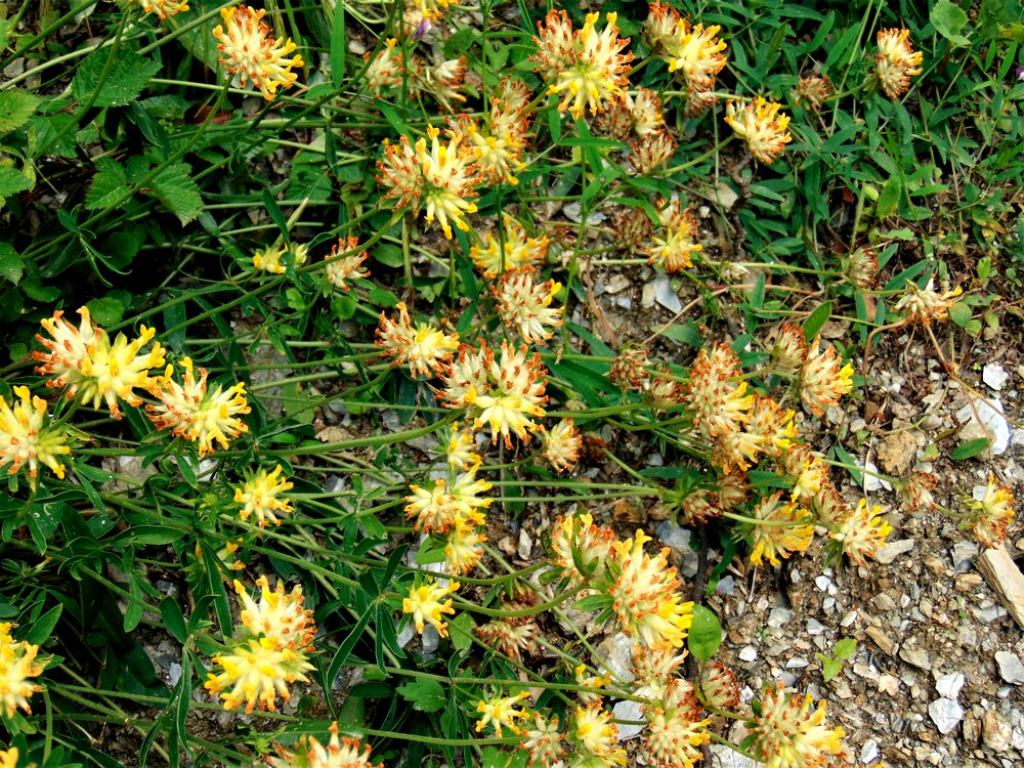 Anthyllis vulneraria (Fabaceae)