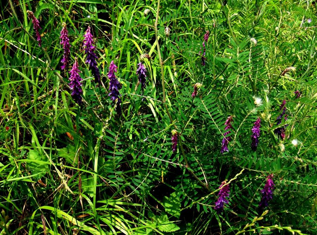 Vicia incana (Fabaceae)