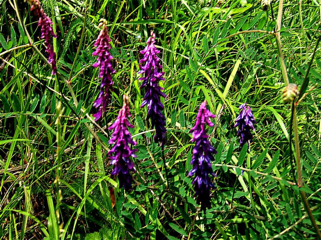 Vicia incana (Fabaceae)