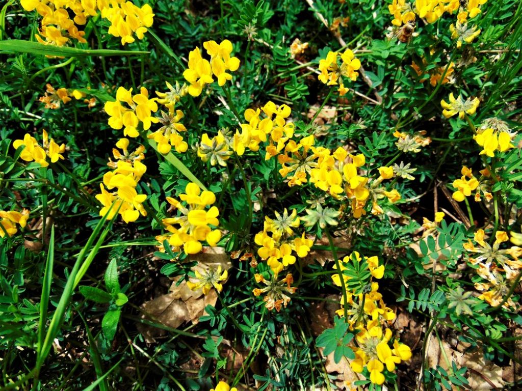 Hippocrepis comosa (Fabaceae)