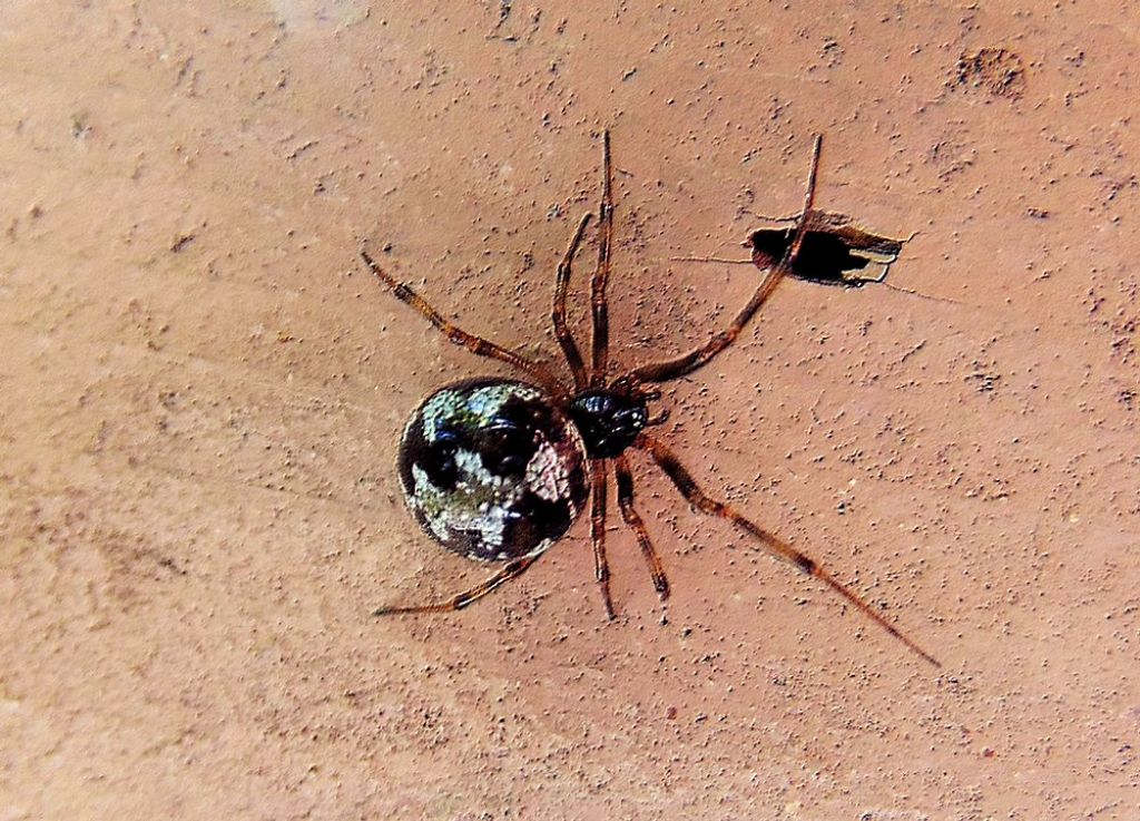 Steatoda triangulosa - Campomorone (GE)