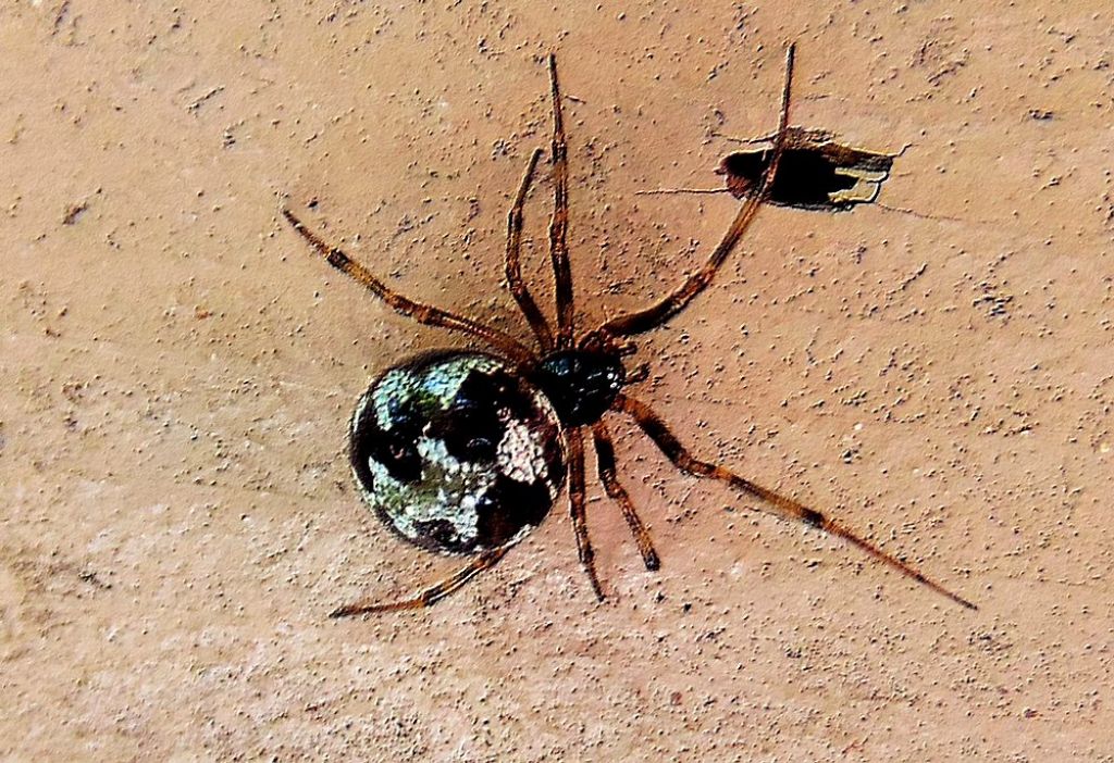 Steatoda triangulosa - Campomorone (GE)