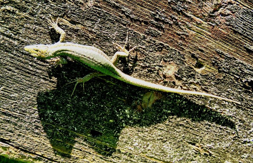 lucertola da id: Podarcis muralis, femmina